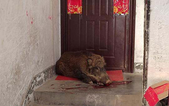 河南一野猪伤人，闯入居民家中