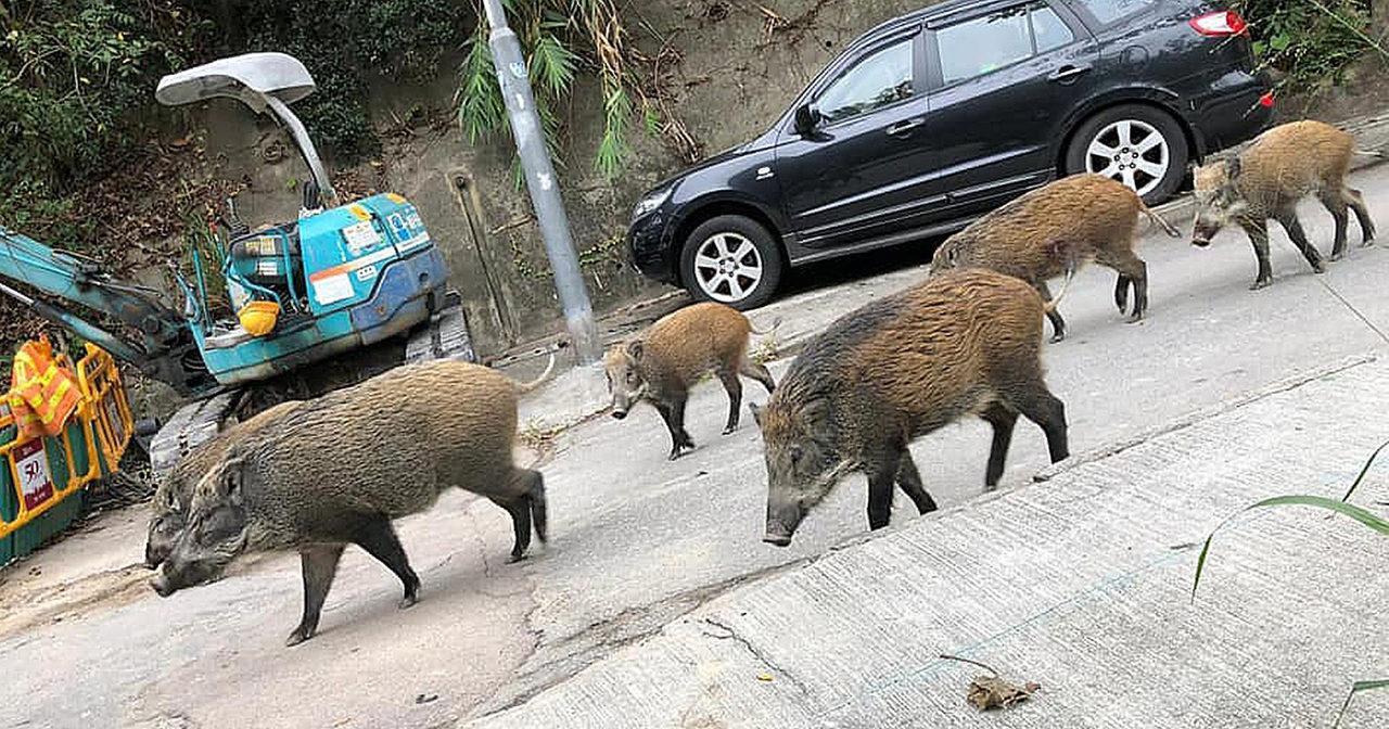 数十头野猪拖家带口乞讨为生