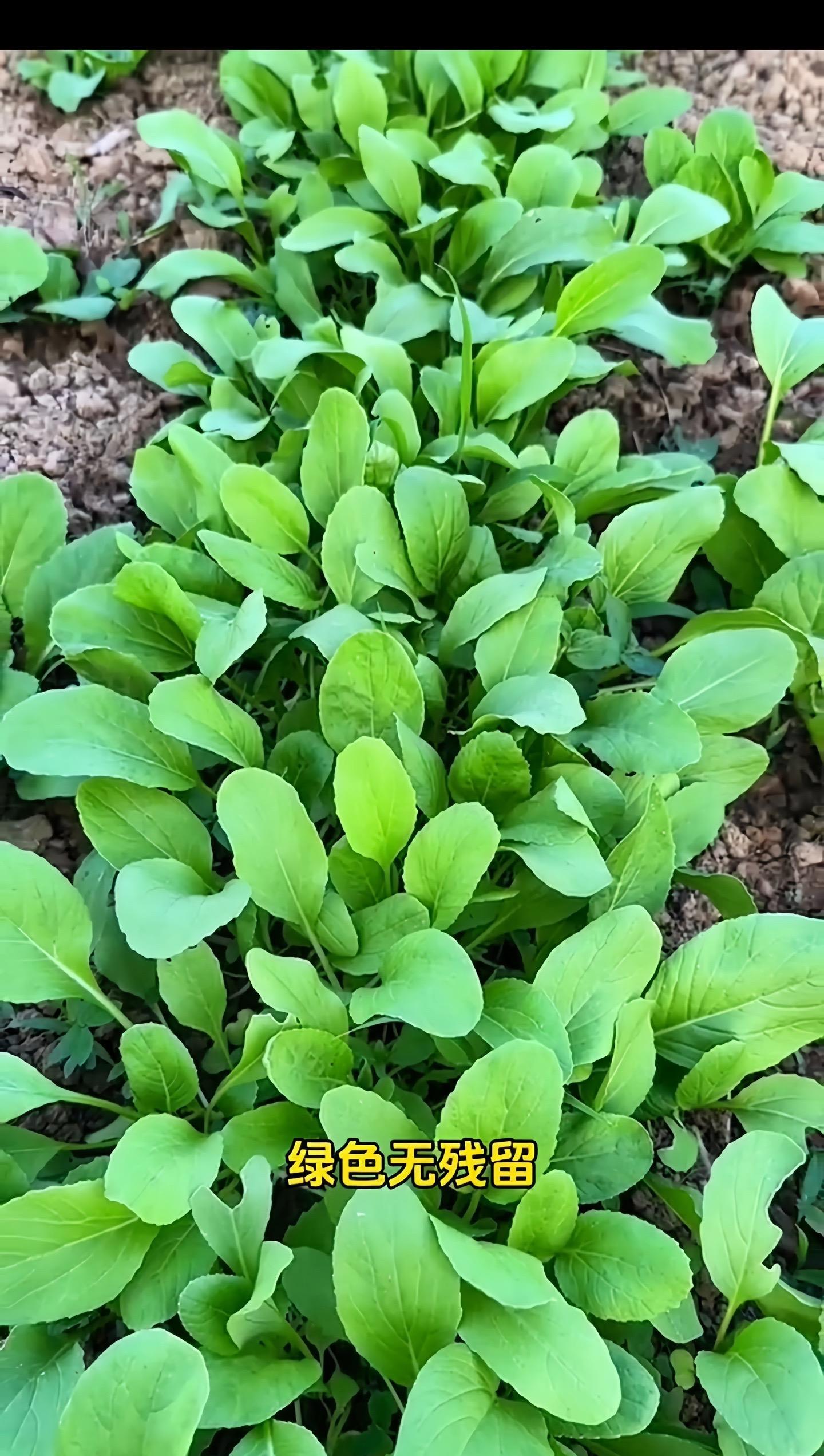 上海学校食堂惊现青虫蜗牛