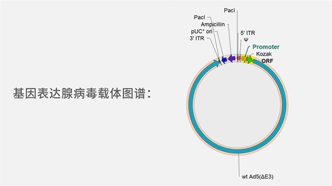 腺病毒载体在基因治疗中的应用