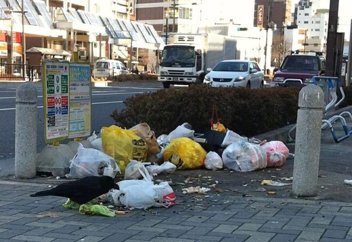 野兽进城伤人，红绿灯背后的故事揭秘