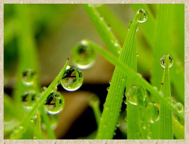 七绝·寒露，寒露时节雨纷纷，远山近水雾纷纷，林间鸟鸣声声慢，庭前花落点点香