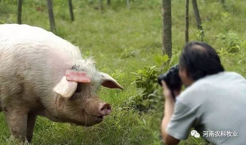 官方揭露生猪屠宰黑窝点乱象，呼吁整治规范行业秩序，守护食品安全标题