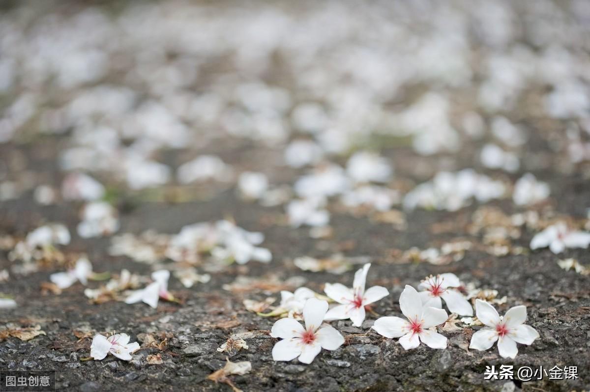 苏轼水龙吟，似花还似非花