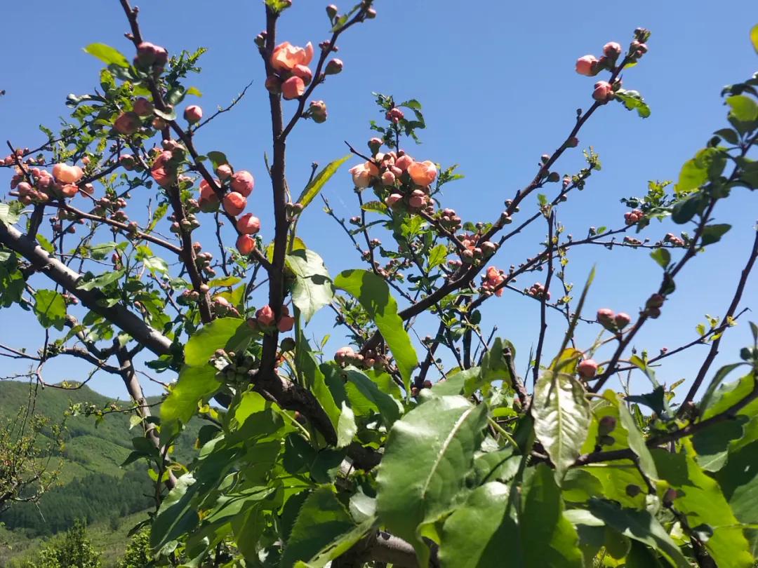 种植牙在国外遭淘汰