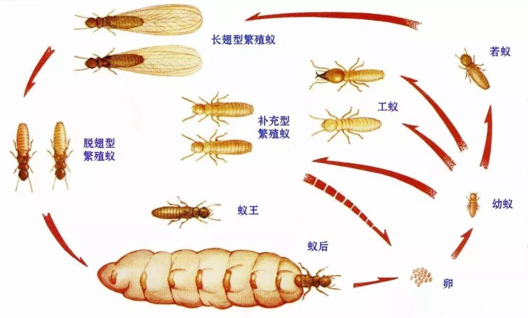 白蚁三消一止是指消灭白蚁、消除危害、消除隐患、制止蔓延。