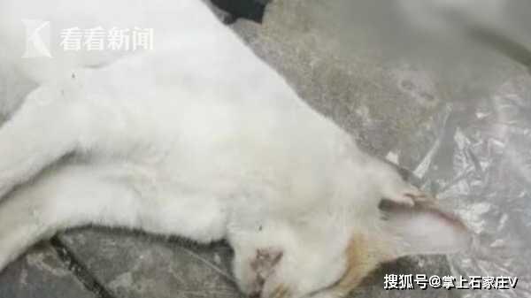 佛山水塘猫溺亡事件深度剖析，悲剧背后的真相与反思