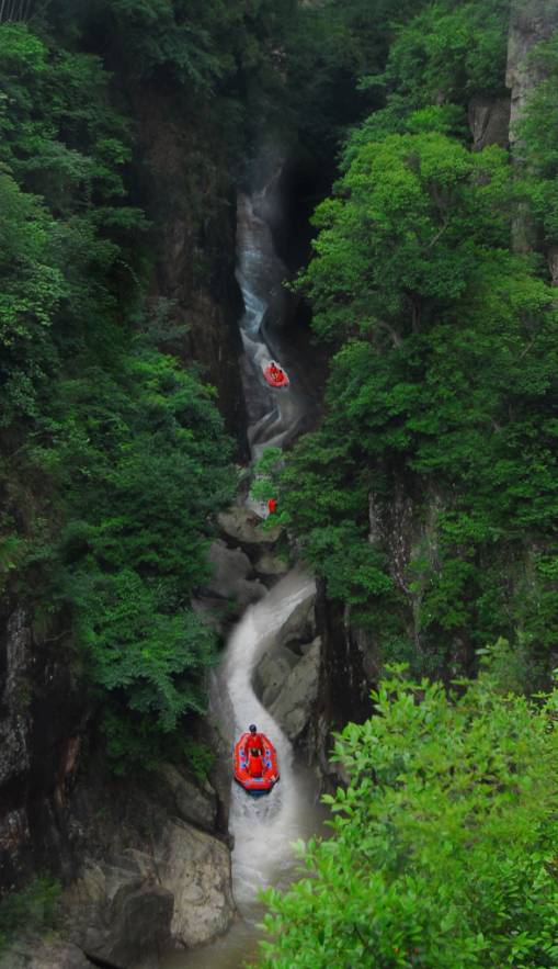 浙江惊现野猴下山偷菜事件，超五十只野生猴子出没人类居住地周边区域