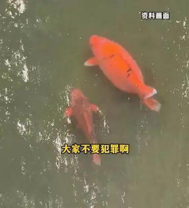 观音桥锦鲤死亡之谜，编织袋背后的故事