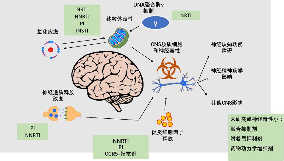 功能性治愈艾滋病病毒感染者的探索之路