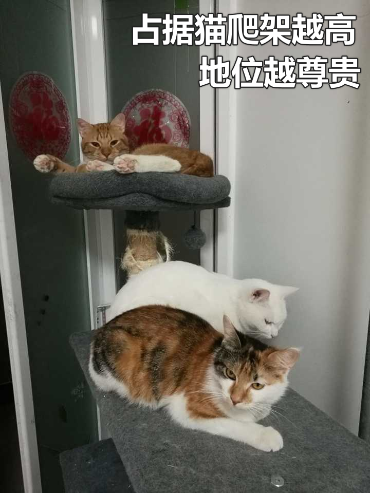 猫咪的自估能力，高估自己的天性