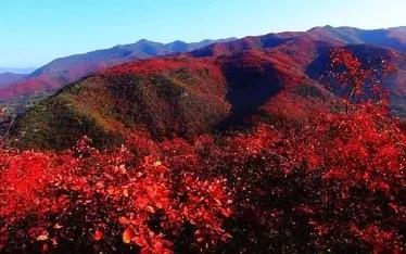 探寻仙台树剧与日本文化的独特魅力和深厚情感