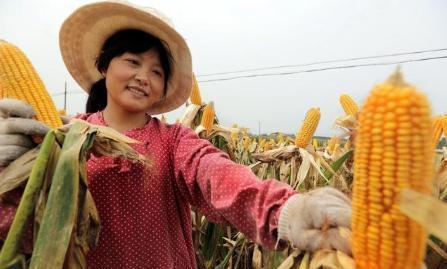 经济日报，减产稳定粮价策略不可取