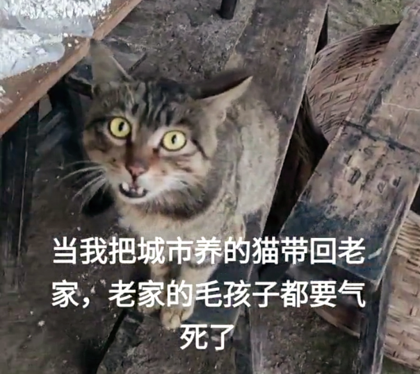 归途重逢，老猫与男子的六年等待之约