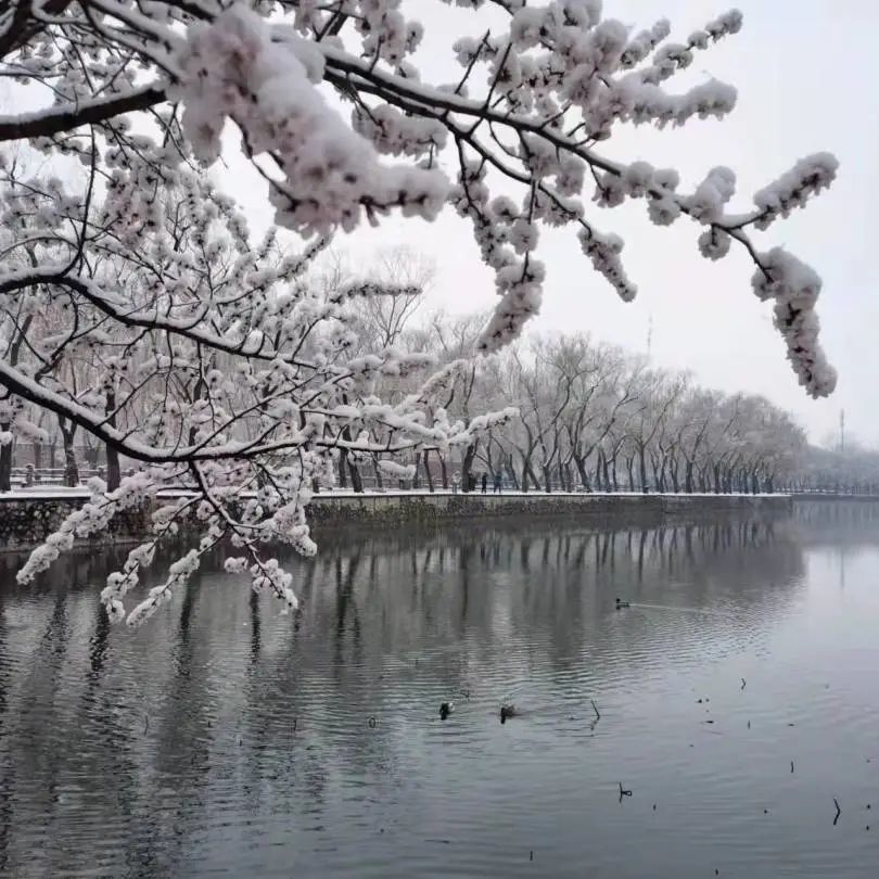 三月雪落，独特美丽的奇迹与深意