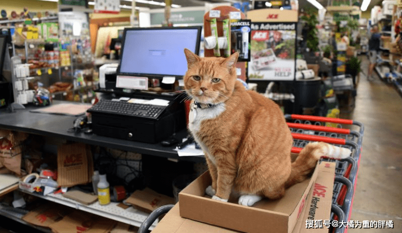 广东咖啡店独特迎宾，猫咪按铃招揽顾客