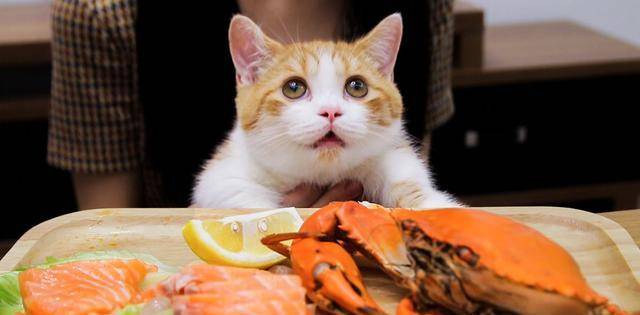 胖猫事件90多吨食物被浪费