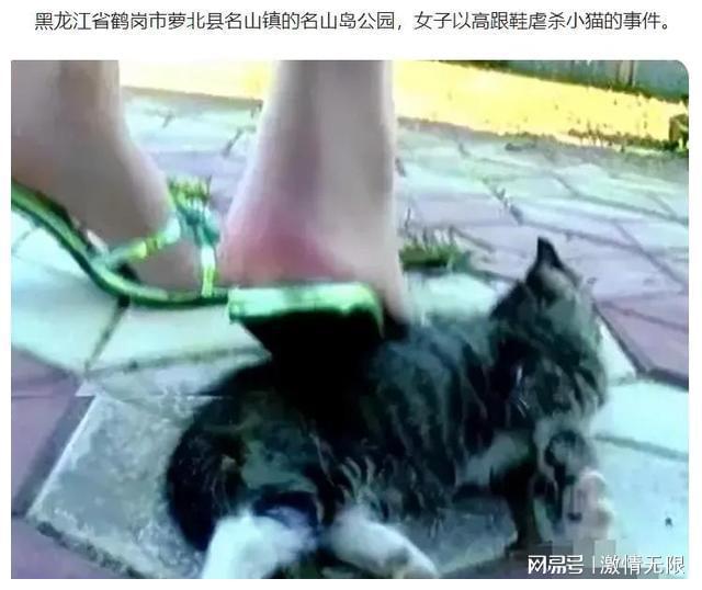 美国男子因虐猫被判40年监禁